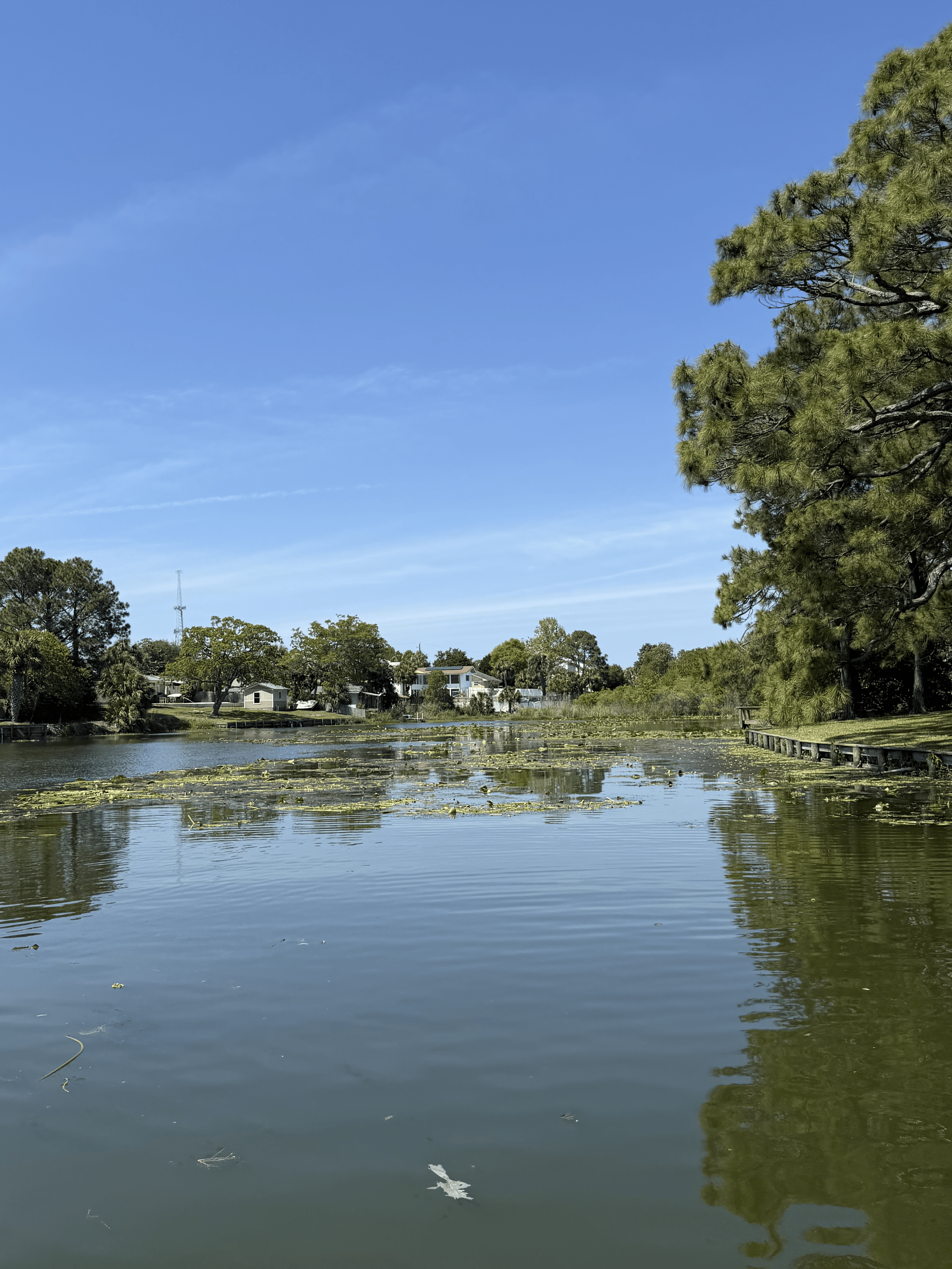 Before pond treatment - Panhandle Pond and Lake Services